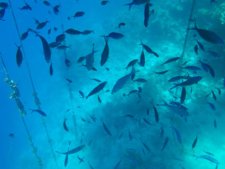 Undersea world. A large number of fish on the bottom of the Red Sea in Egypt
