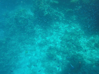 Obraz premium Undersea world. A large number of fish on the bottom of the Red Sea in Egypt