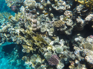 Naklejka na ściany i meble Undersea world. Corals of the Red Sea. Egypt
