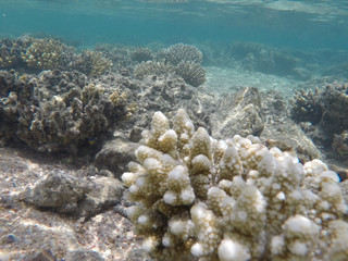 Undersea world. Corals of the Red Sea. Egypt