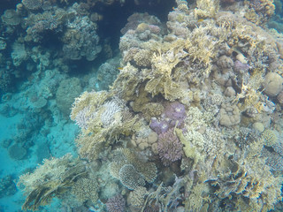 Undersea world. Corals of the Red Sea. Egypt