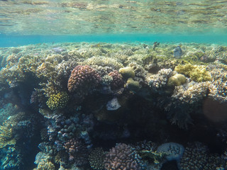 Undersea world. Corals of the Red Sea. Egypt