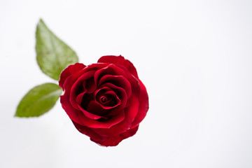 Red Roses isolated on white background.