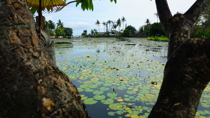 lotus-lagoon-bali