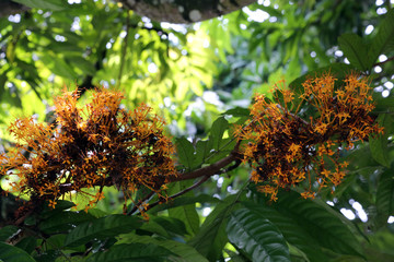 gelber Saraca-Baum (Saraca thaipingensis)
