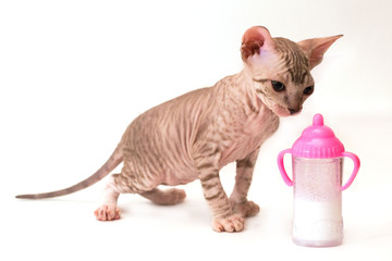 Котенок Канадского сфинкса