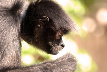 Portrait Monkey in Chiapas