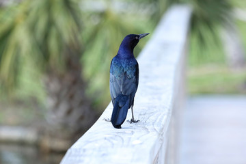 Back view of an isolated male boat tailed grackle