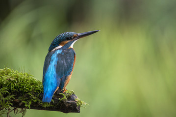 Kingfisher on lookout