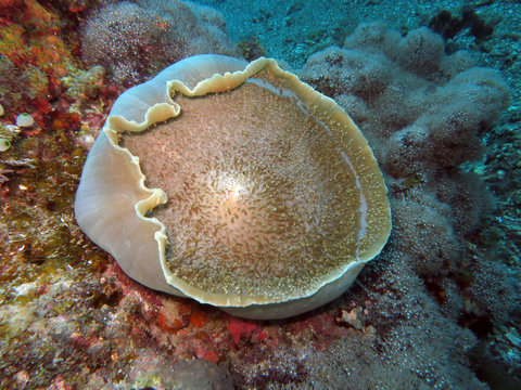 Scheibenanemone Amplexidiscus fenestrafer