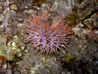 Dornenkrone (Acanthaster planci