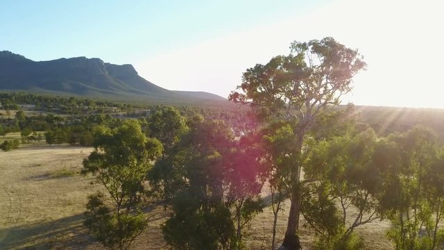 Sun flaring through tree as drone flying around it