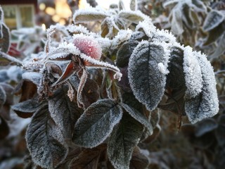 First frost in November