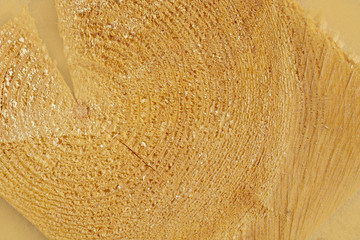 Wooden round slices of logs. The texture of the wood.