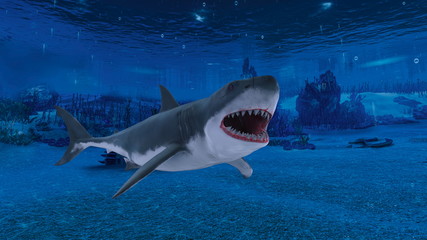 Fototapeta premium サメ