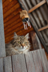 cat waiting for the birds