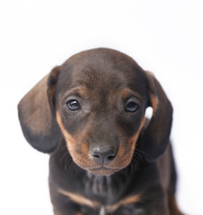 Obraz premium Dachshund on white background 