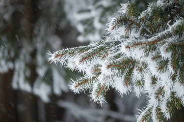 winter snowflakes spruce branch
