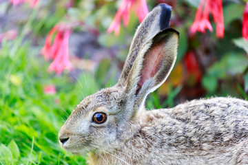European Hare (Lepus Europaeus) Close-up. Alert European Brown Hare closeup. Helsinki, Finland.