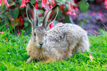 European Hare (Lepus Europaeus) Close-up. European Brown Hare lies flattened against the ground in alert. Helsinki, Finland.