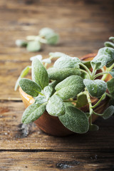 Fresh green sage on the wooden background