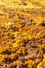 Dallol, Danakil Depression, Ethiopia. The hottest place on earth.
