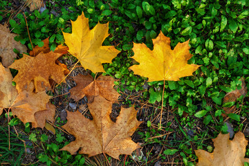 Fading autumn leaves.