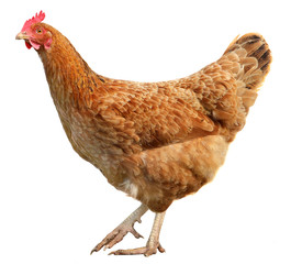 Brown hen isolated on white background.