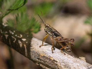 New zealand grasshopper