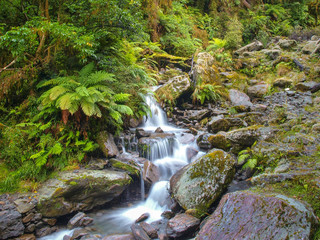 Overview of Waterfall in temperate New zealand rain forest