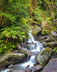 Waterfall in New zealand rain forest