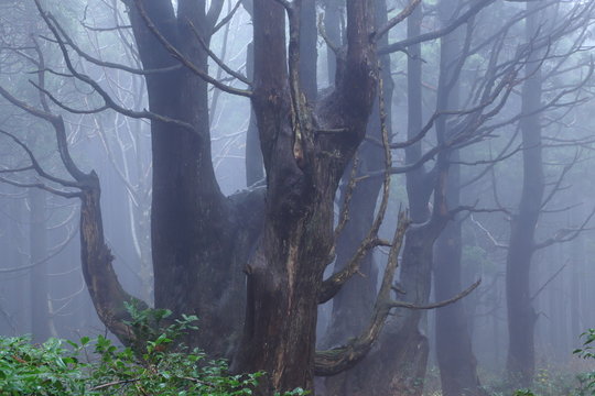 霧が立ち込める森　山形県戸沢村「幻想の森(Fantasy forest)」 Tozawamura, Yamagata, Japan	