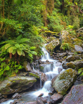 Fototapeta Waterfall in New zealand rain forest