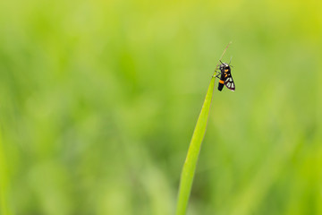 Closeup butterfly on green grass field, Butterfly in nature.