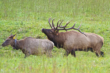 Bull Elk herds his harem in the right direction.