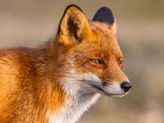 Fototapeta premium Head shot of Red fox
