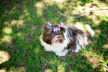 Shih Tzu Chocolate