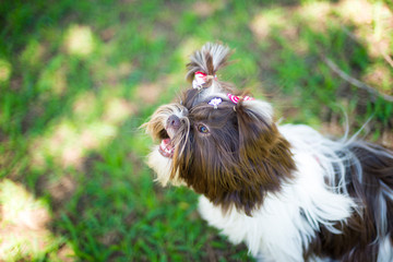Shih Tzu Chocolate