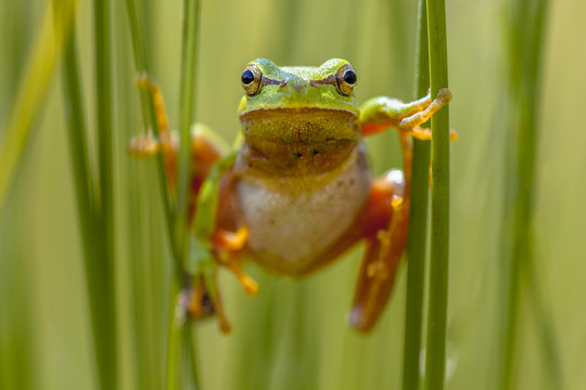 Tree frog frontal view