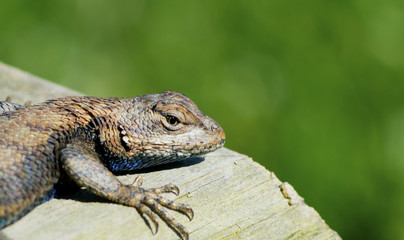 Close up lizard lying in the sun watching for prey.