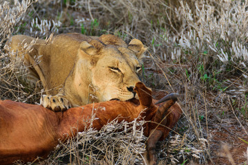 Natural Born Predator