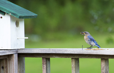 Female Bluebird feeding on mealworms near her nest.