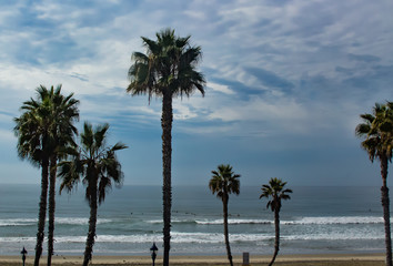 Fototapeta na wymiar Palm trees with ocean background