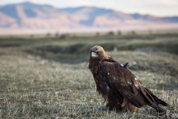 Young Golden eagle. Mongolia.