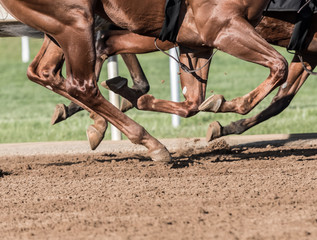 Chestnut Horse Legs Pound the Dirt
