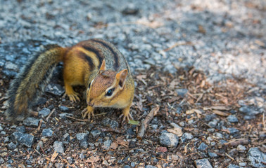 chipmunk