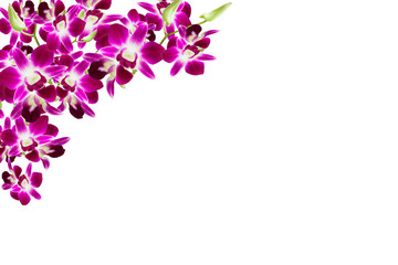 Obraz na płótnie Canvas Beautiful orchid flower frame on white background.