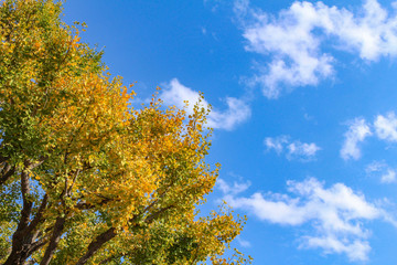 青空に映える黄色く紅葉したイチョウの葉