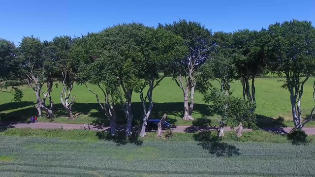'The Dark Hedges&rsquo; beech trees Game of Thrones location Northern Ireland 3