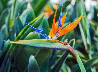 African bird of paradise tropical orange flower strelitzia.